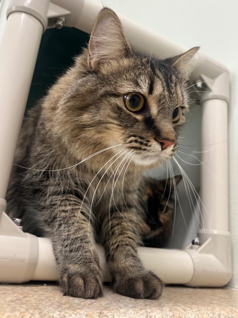 Novu, a Adoptable mixed breed in Fall River, MA image 1/4