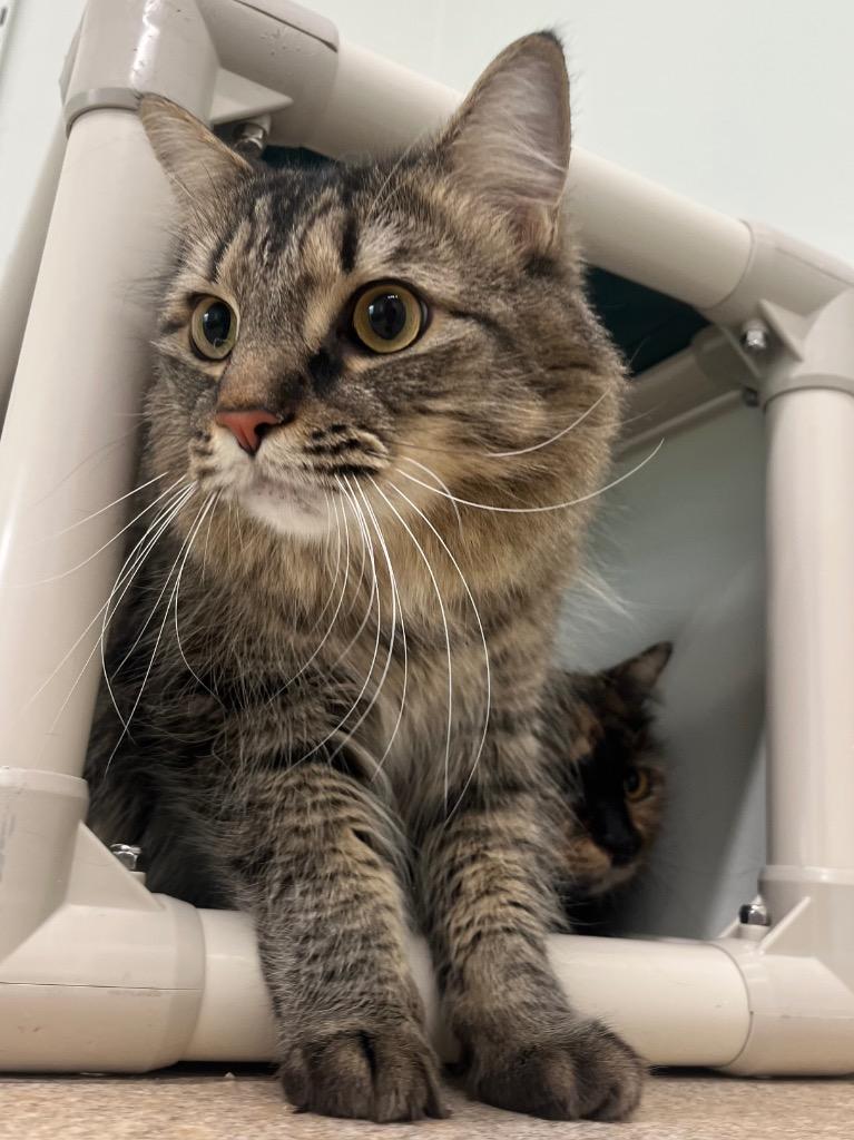 Novu, a Adoptable mixed breed in Fall River, MA image 2/4