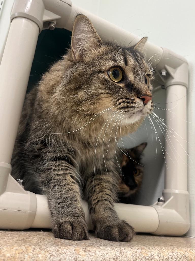 Novu, a Adoptable mixed breed in Fall River, MA image 3/4