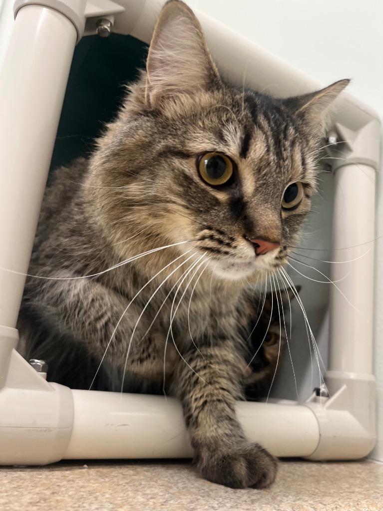 Novu, a Adoptable mixed breed in Fall River, MA image 4/4