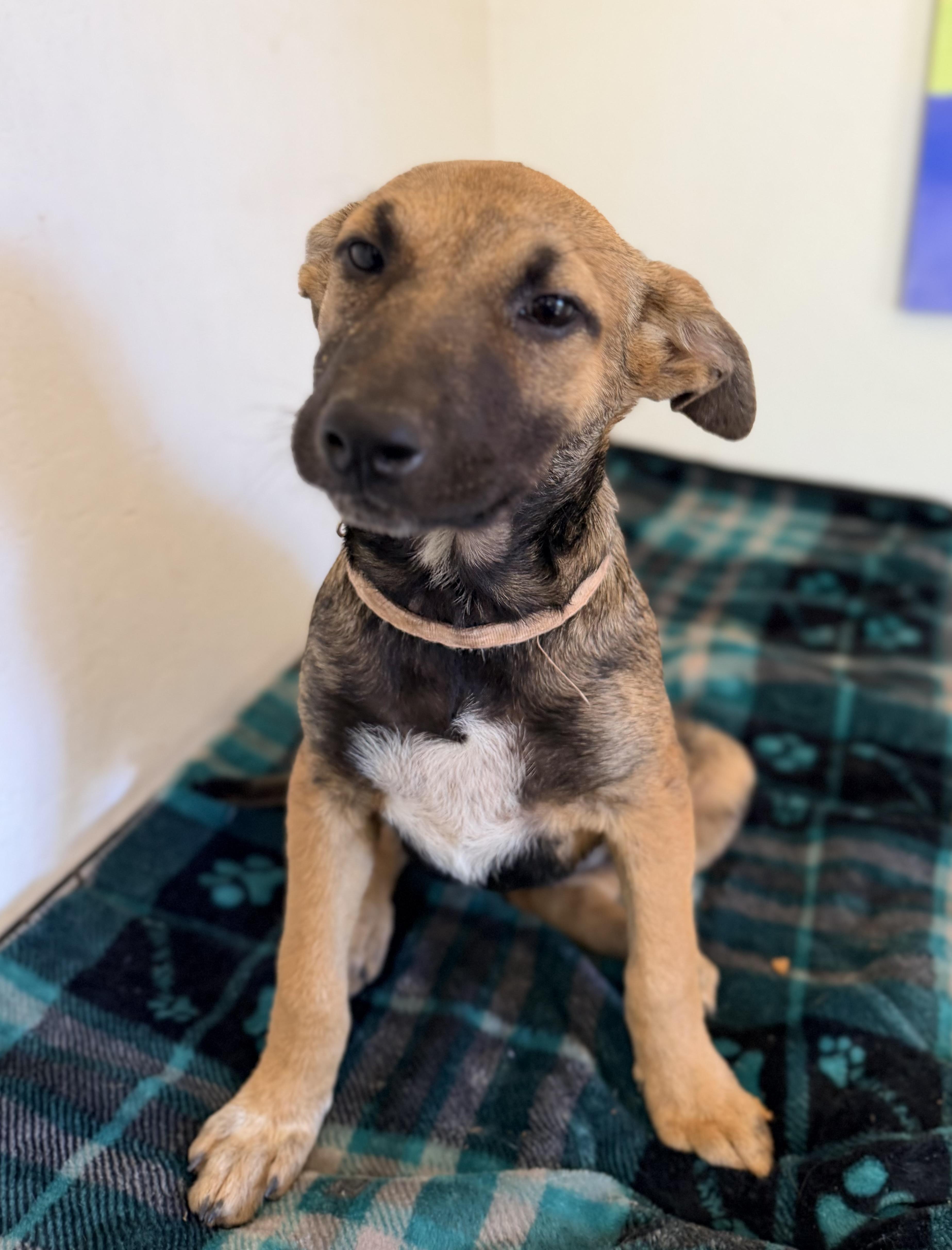 Whimsey, ADOPTABLE, Puppy Female Chiweenie & Mountain Cur.