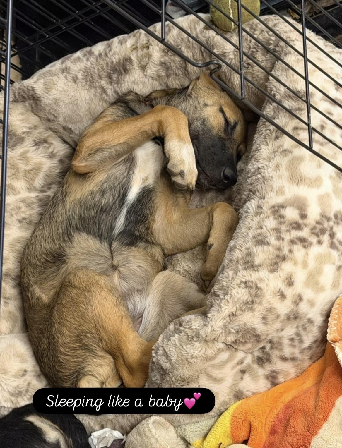 Whimsey, a ADOPTABLE mixed breed in Gilbert, AZ image 5/6
