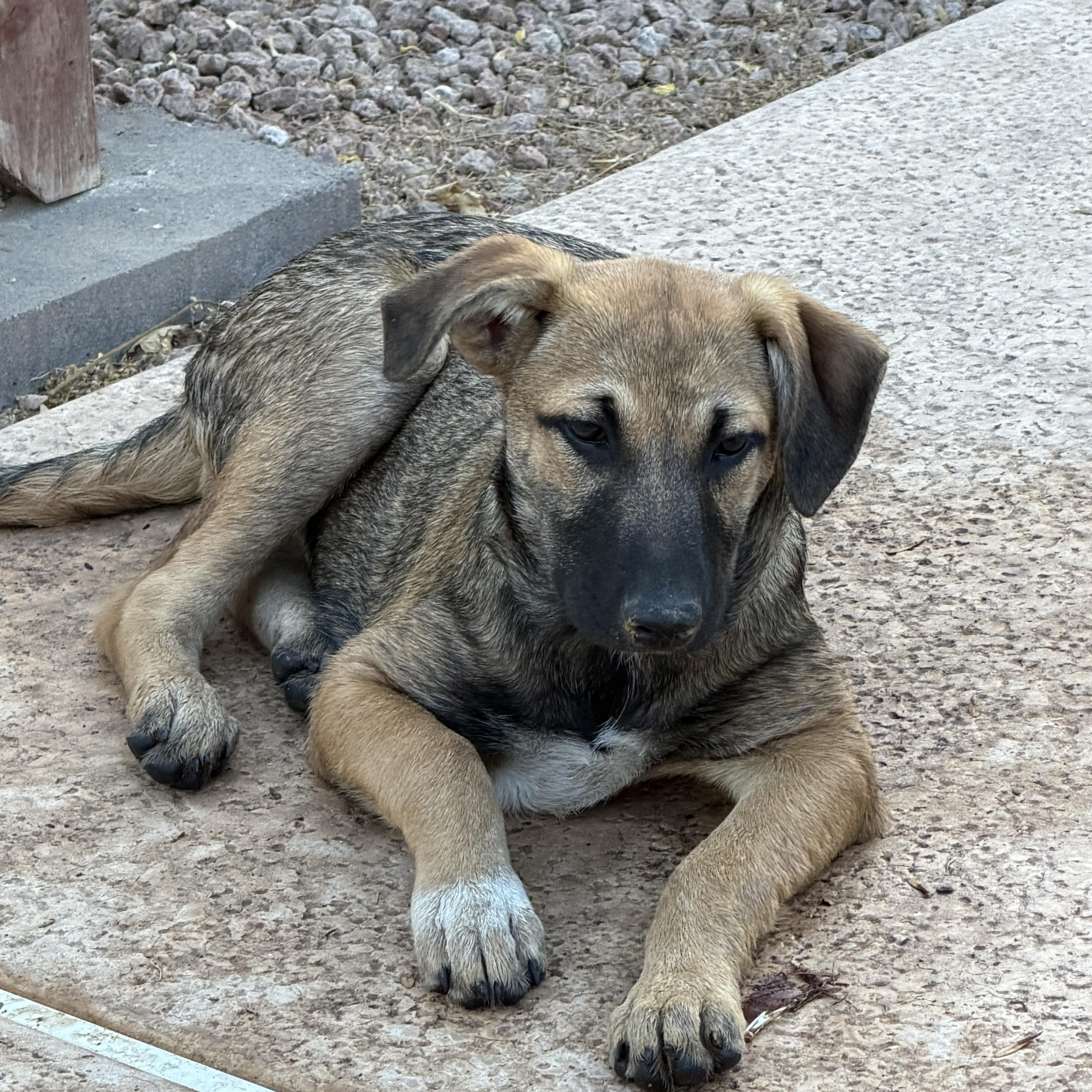 Whimsey, a ADOPTABLE mixed breed in Gilbert, AZ image 3/6