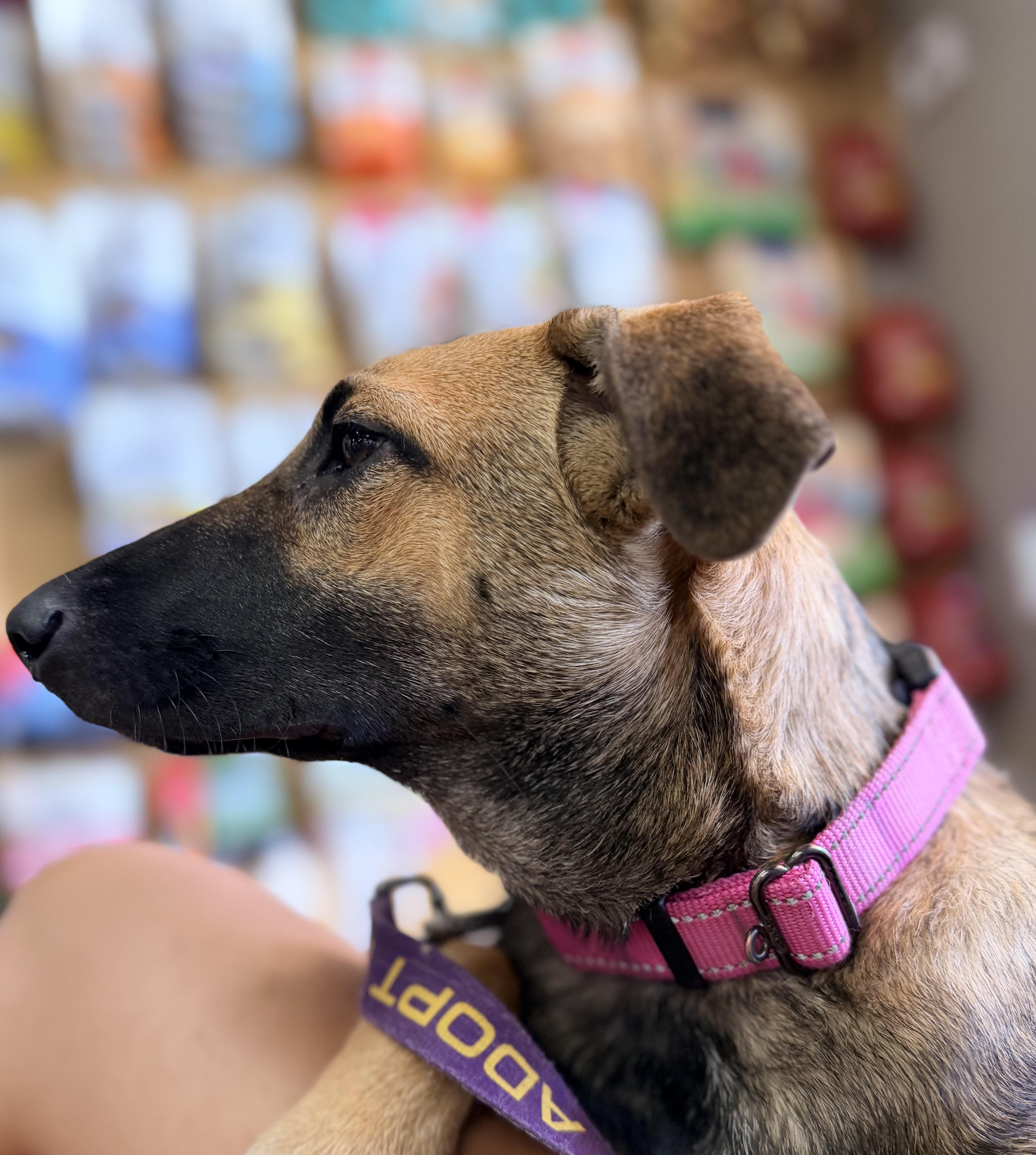 Whimsey, a ADOPTABLE mixed breed in Gilbert, AZ image 6/6