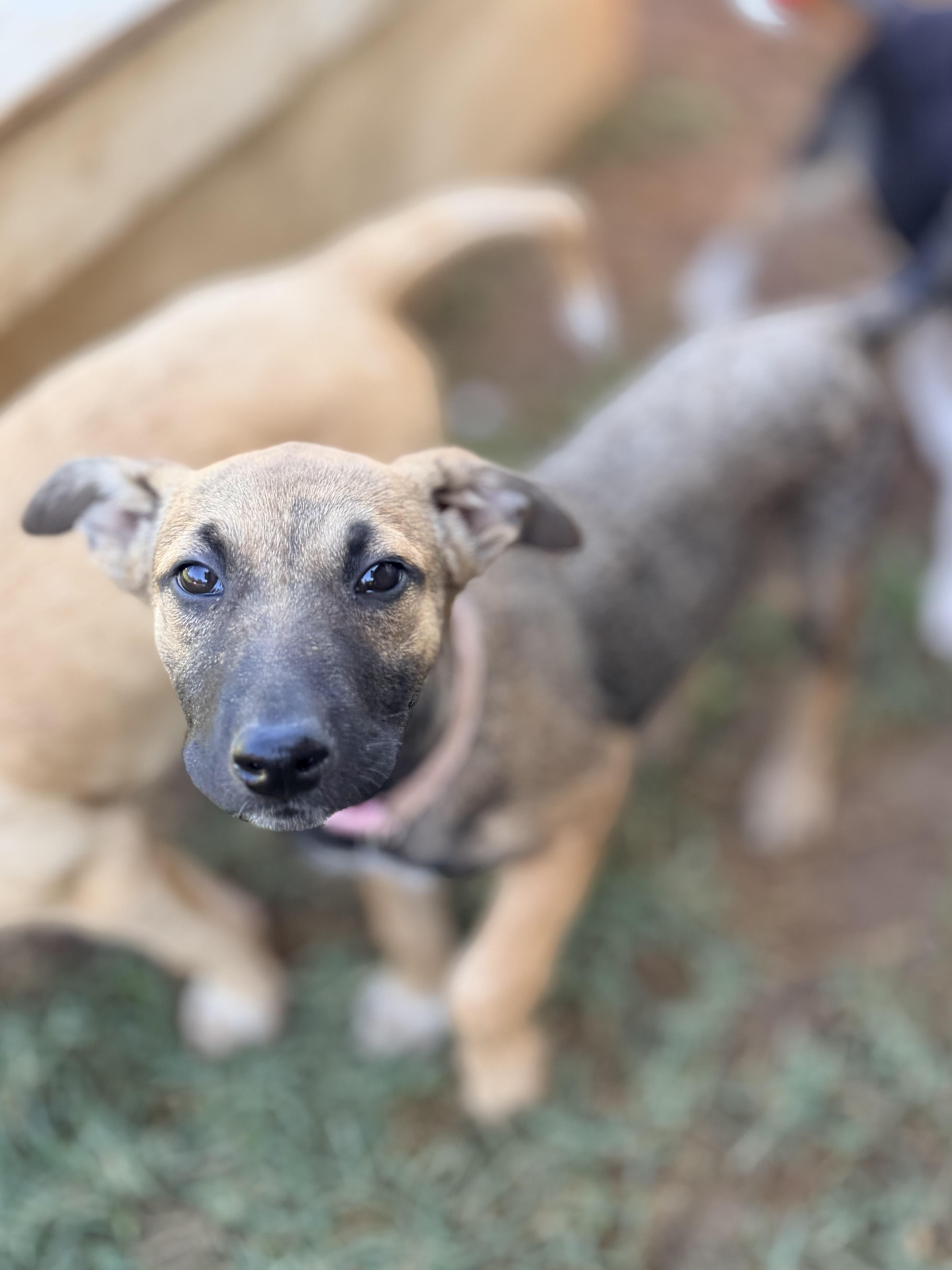 Enlarge Whimsey, a ADOPTABLE mixed breed in Gilbert, AZ image 2/3