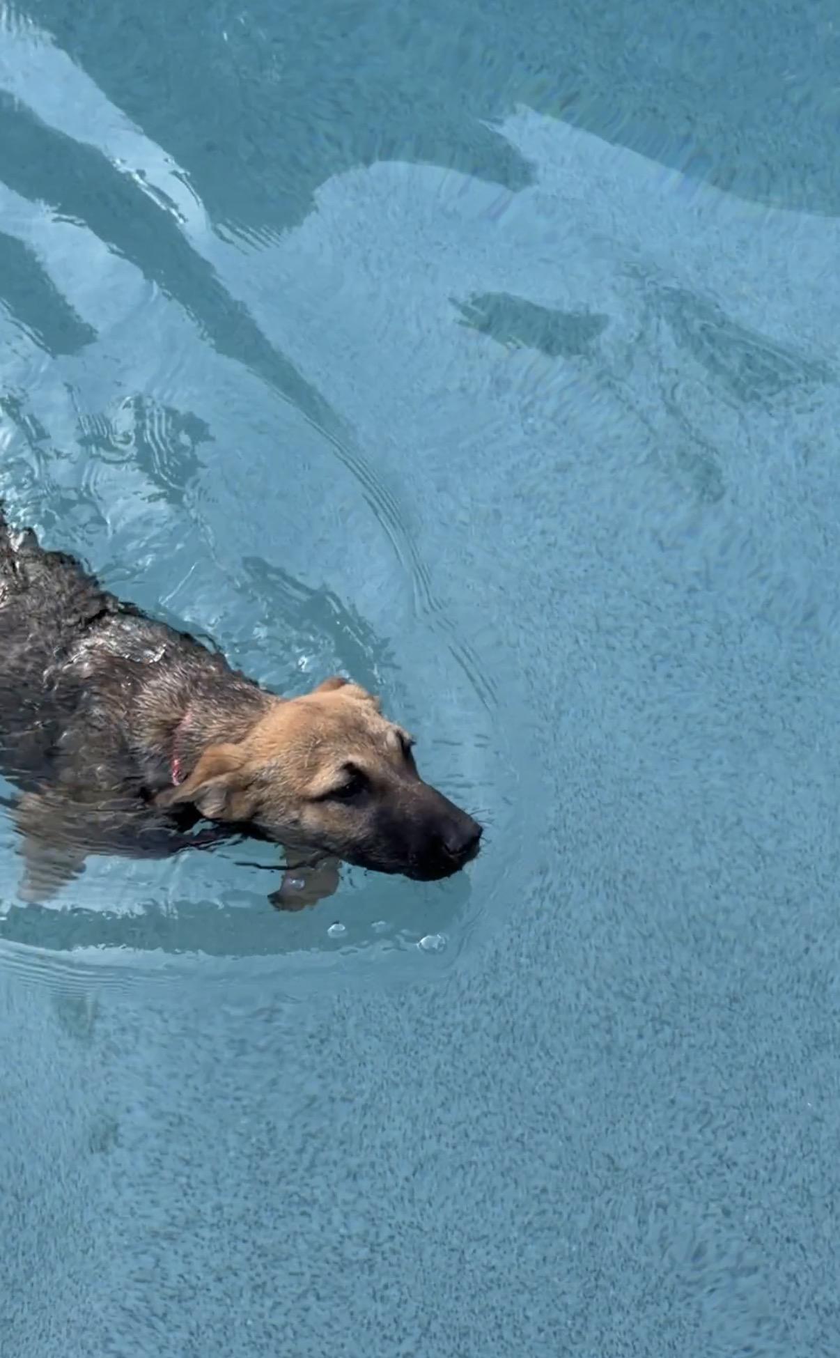 Whimsey, a ADOPTABLE mixed breed in Gilbert, AZ image 2/6