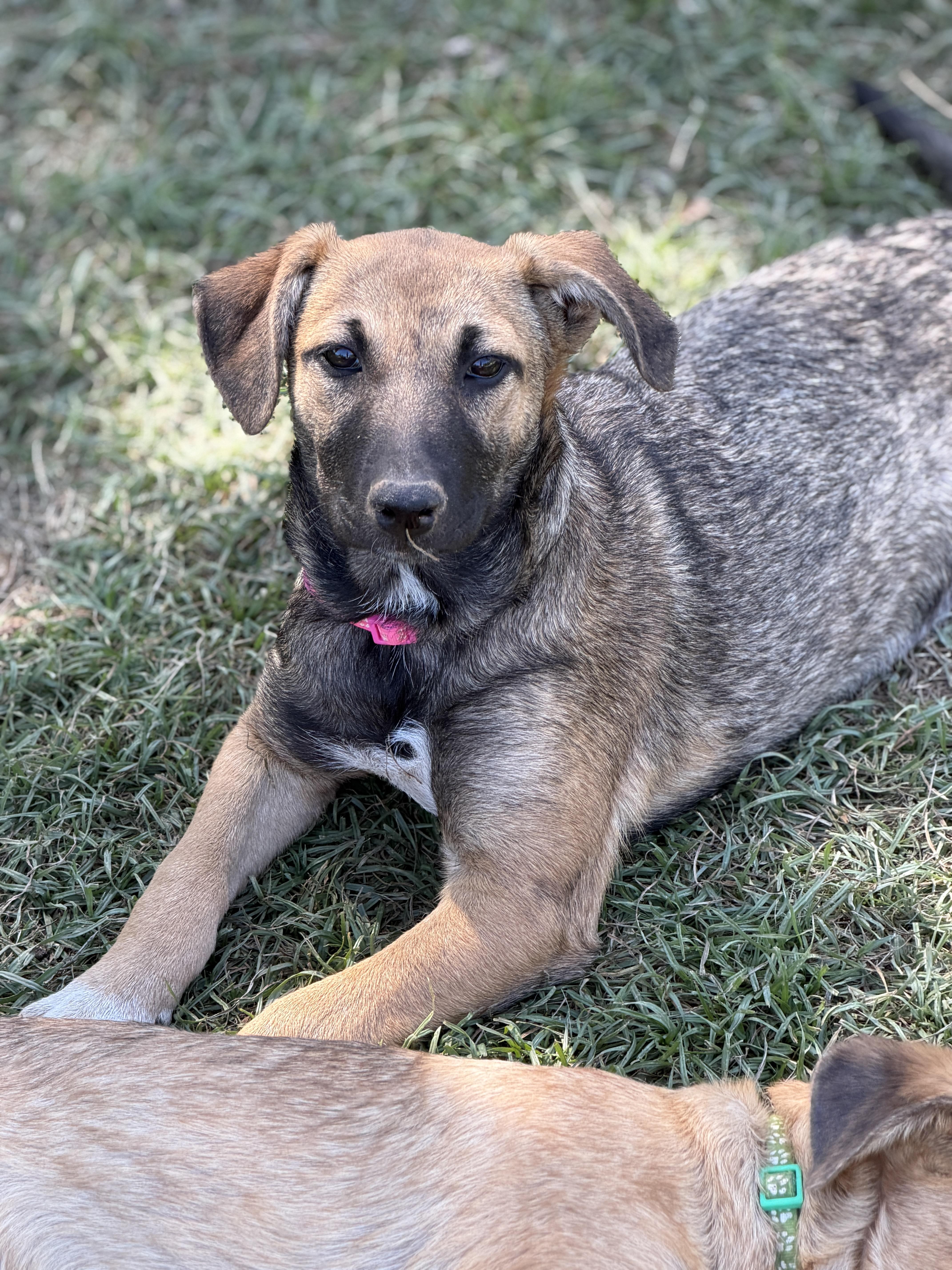 Whimsey, ADOPTABLE, Puppy Female Shepherd & Mountain Cur.