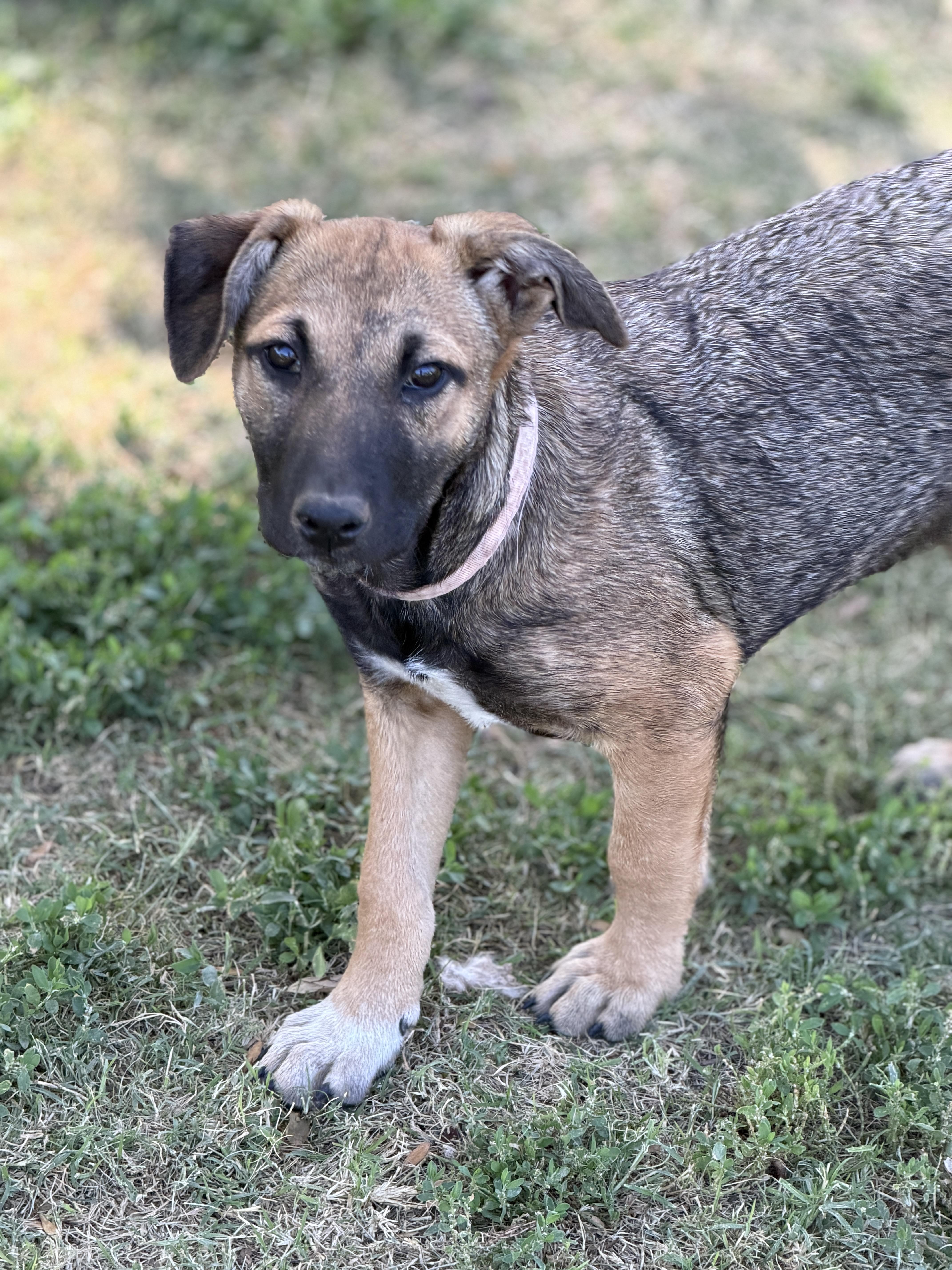 Whimsey, ADOPTABLE, Puppy Female Shepherd & Mountain Cur.