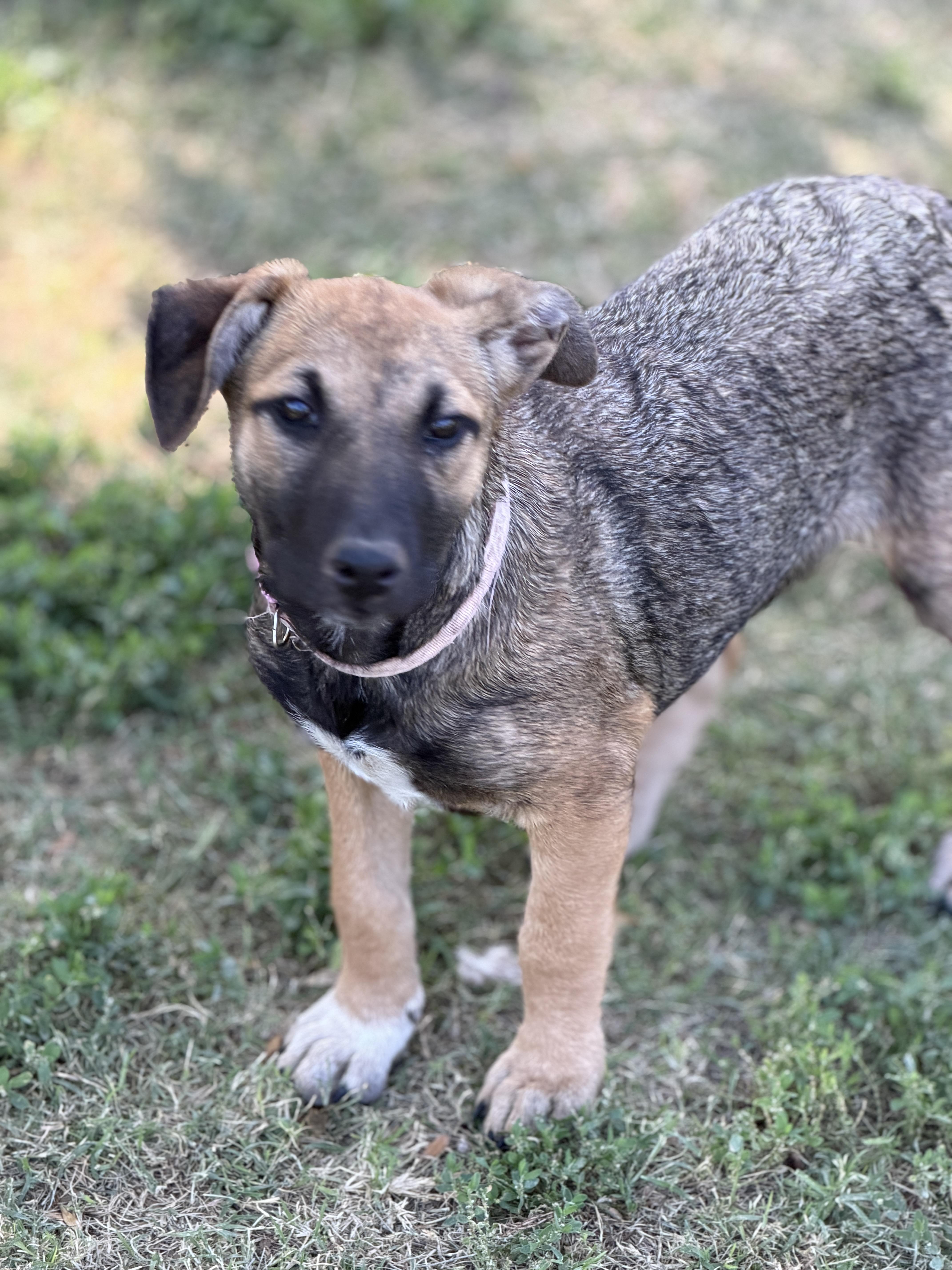 Whimsey, a ADOPTABLE mixed breed in Gilbert, AZ image 6/6