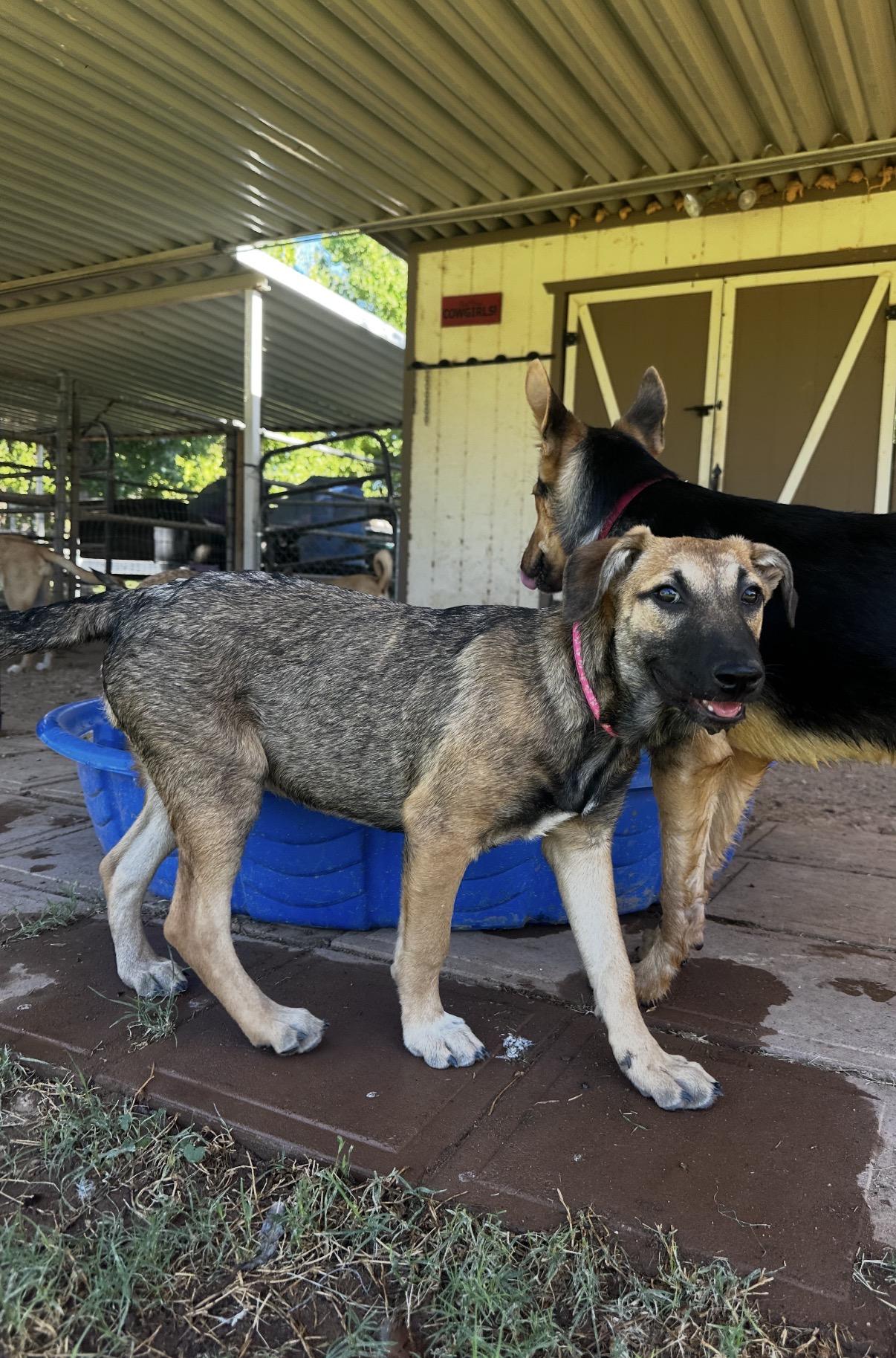 Whimsey, a ADOPTABLE mixed breed in Gilbert, AZ image 6/6