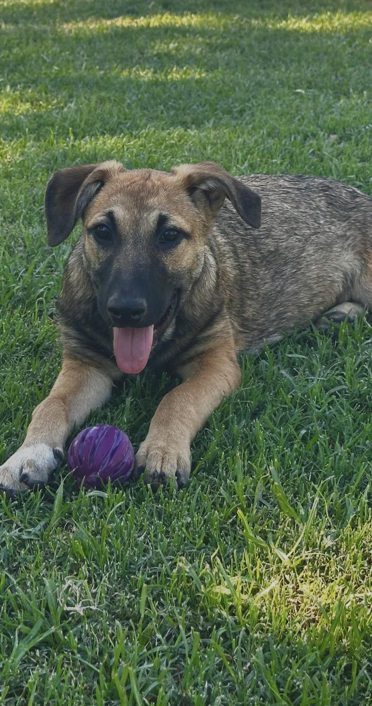 Whimsey, ADOPTABLE, Puppy Female Shepherd & Mountain Cur.