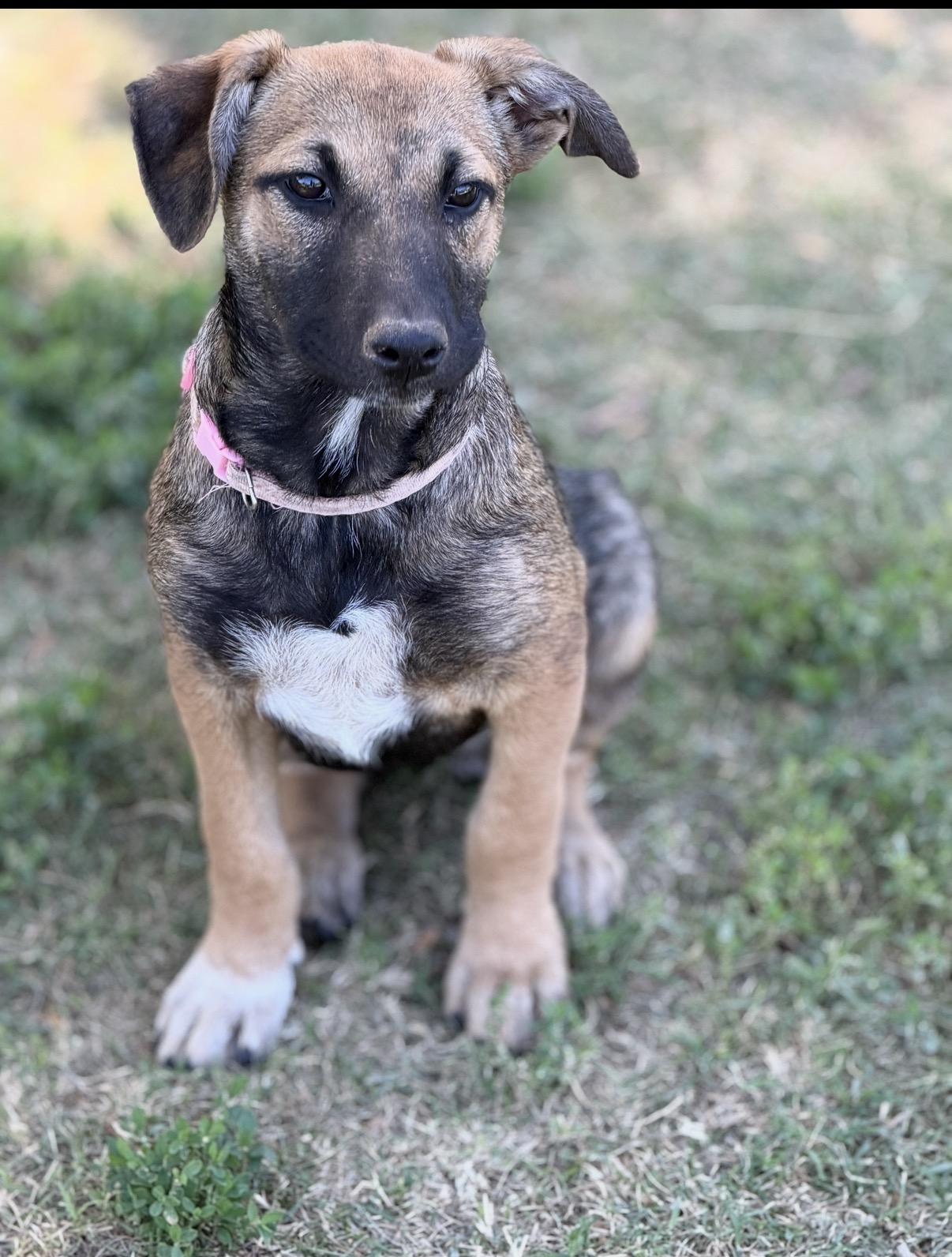 Whimsey, a ADOPTABLE mixed breed in Gilbert, AZ image 5/6