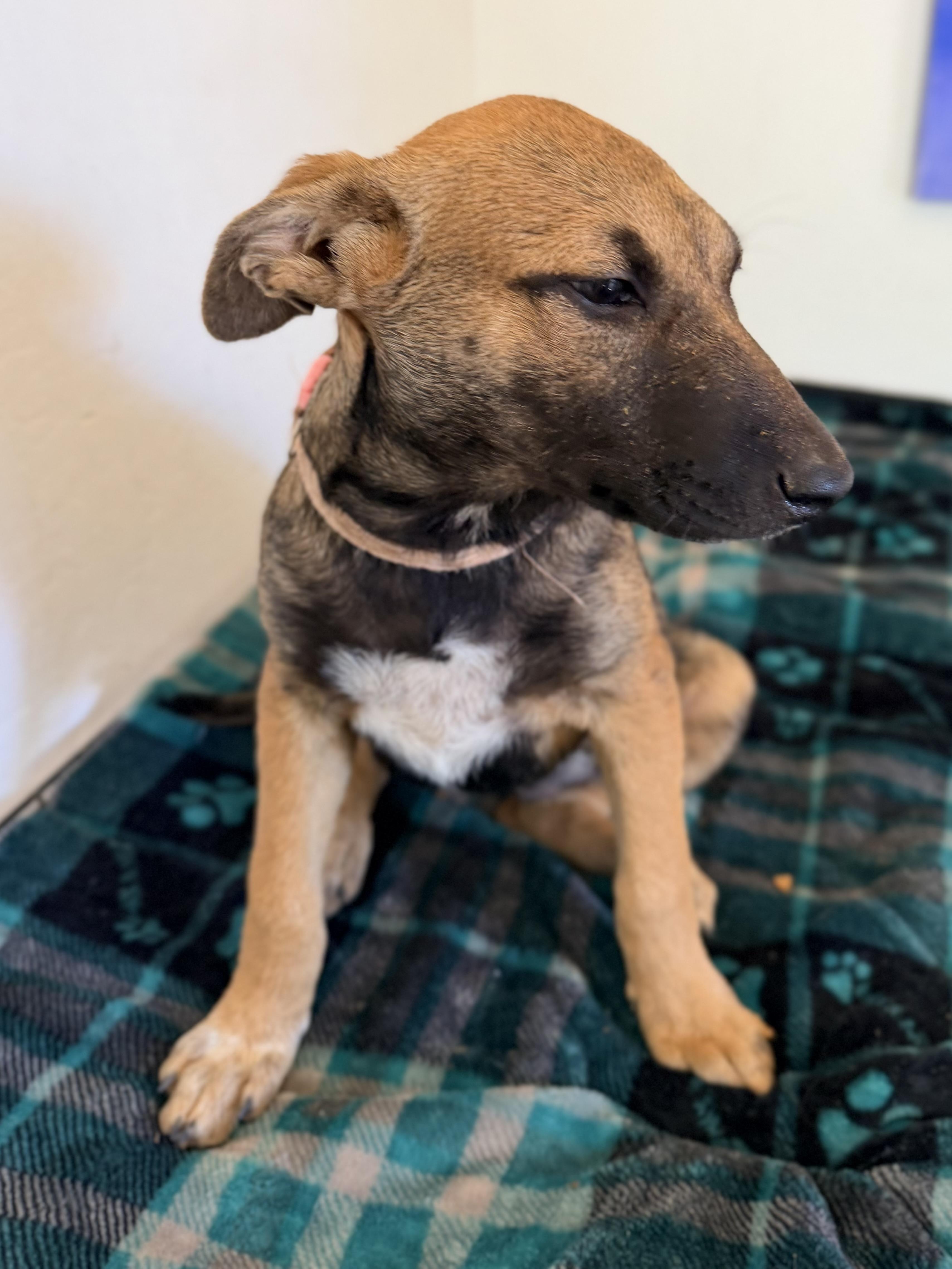 Enlarge Whimsey, a ADOPTABLE mixed breed in Gilbert, AZ image 3/3