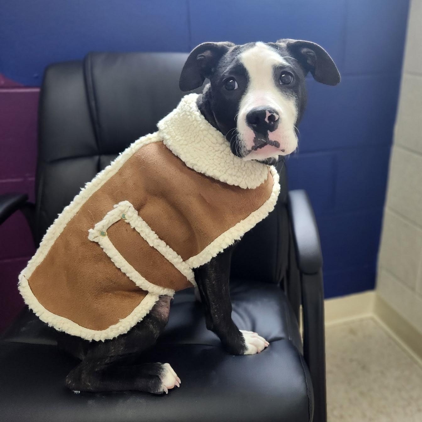 Enlarge Honey, an adopted Pit Bull Terrier in Stanley, VA image 1/5