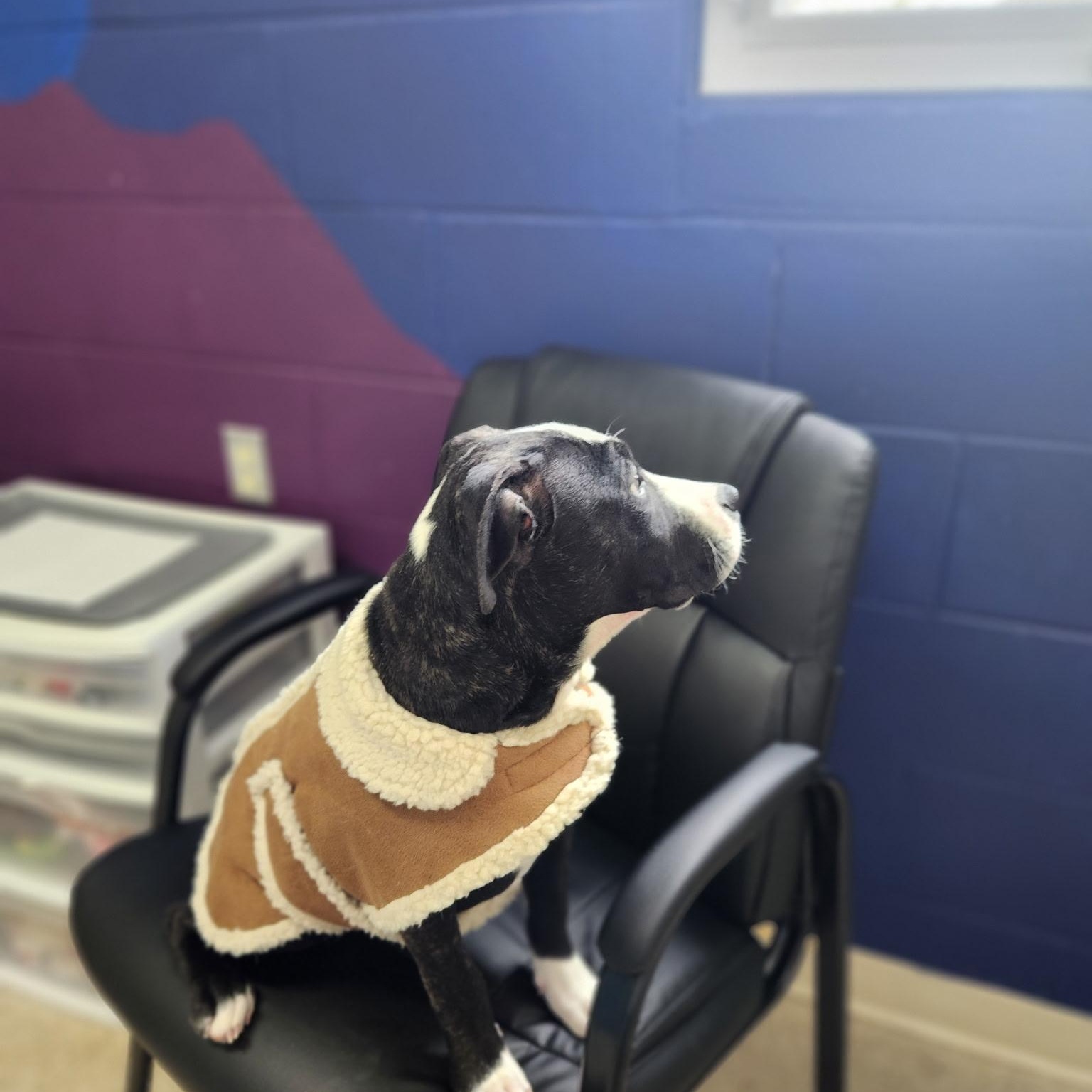 Enlarge Honey, an adopted Pit Bull Terrier in Stanley, VA image 4/5