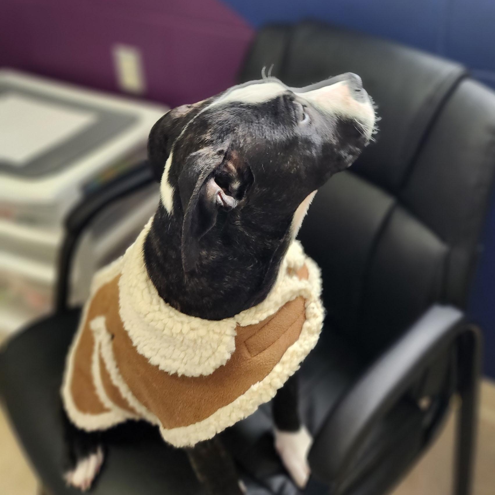 Enlarge Honey, an adopted Pit Bull Terrier in Stanley, VA image 3/5