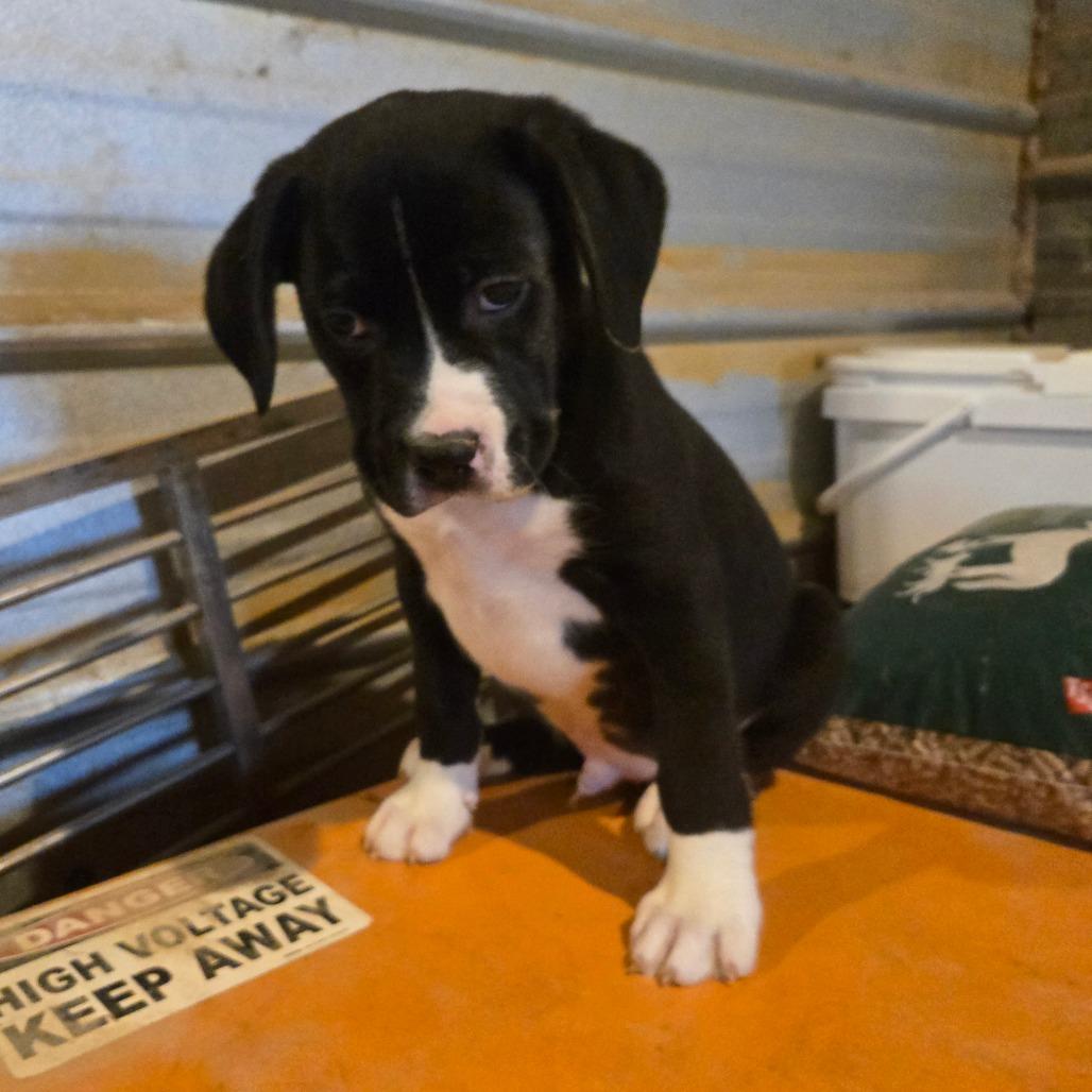 Merlin — thumbnail 2