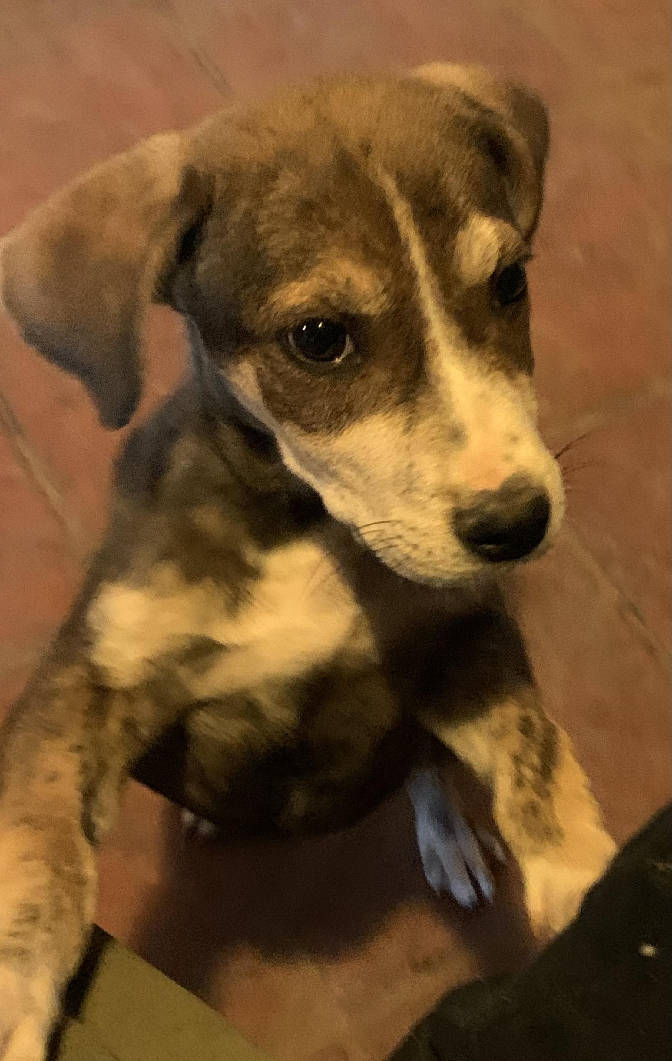 Enlarge Link, a Adoptable mixed breed in Flagstaff, AZ image 3/4