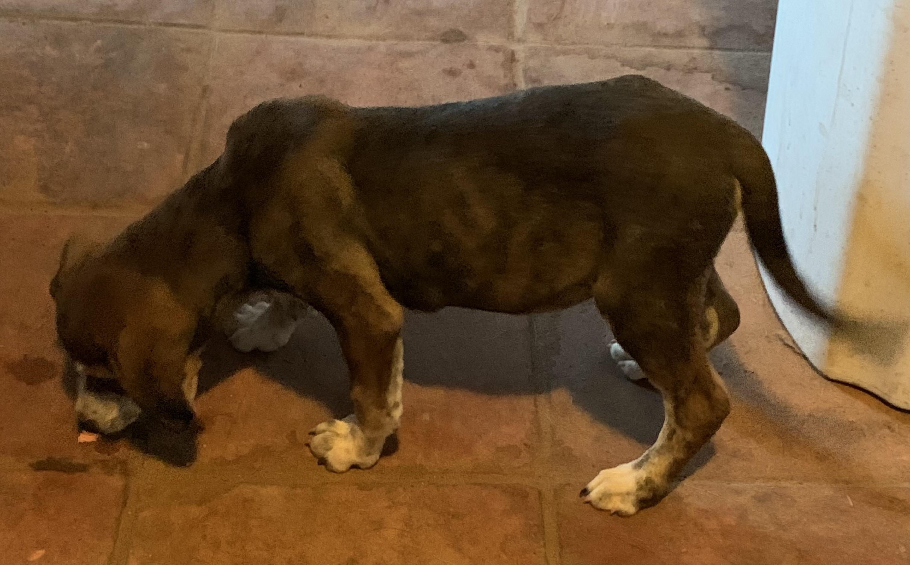 Enlarge Link, a Adoptable mixed breed in Flagstaff, AZ image 4/4