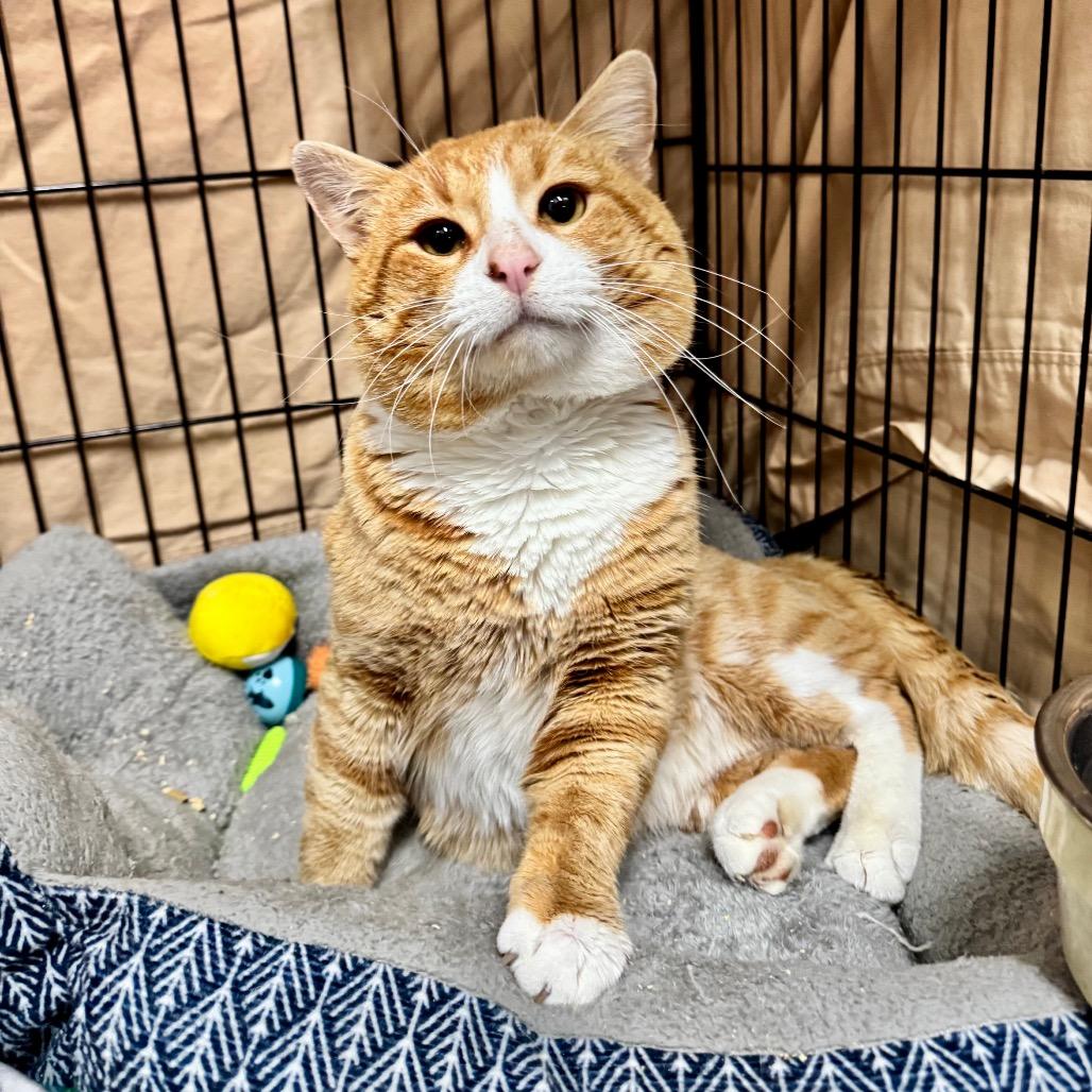 Cheeto LR11, Adoptable, Adult Male Domestic Short Hair.
