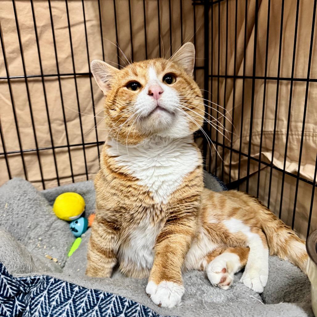 Cheeto LR11, a Adoptable Domestic Short Hair in Union, MO image 2/6