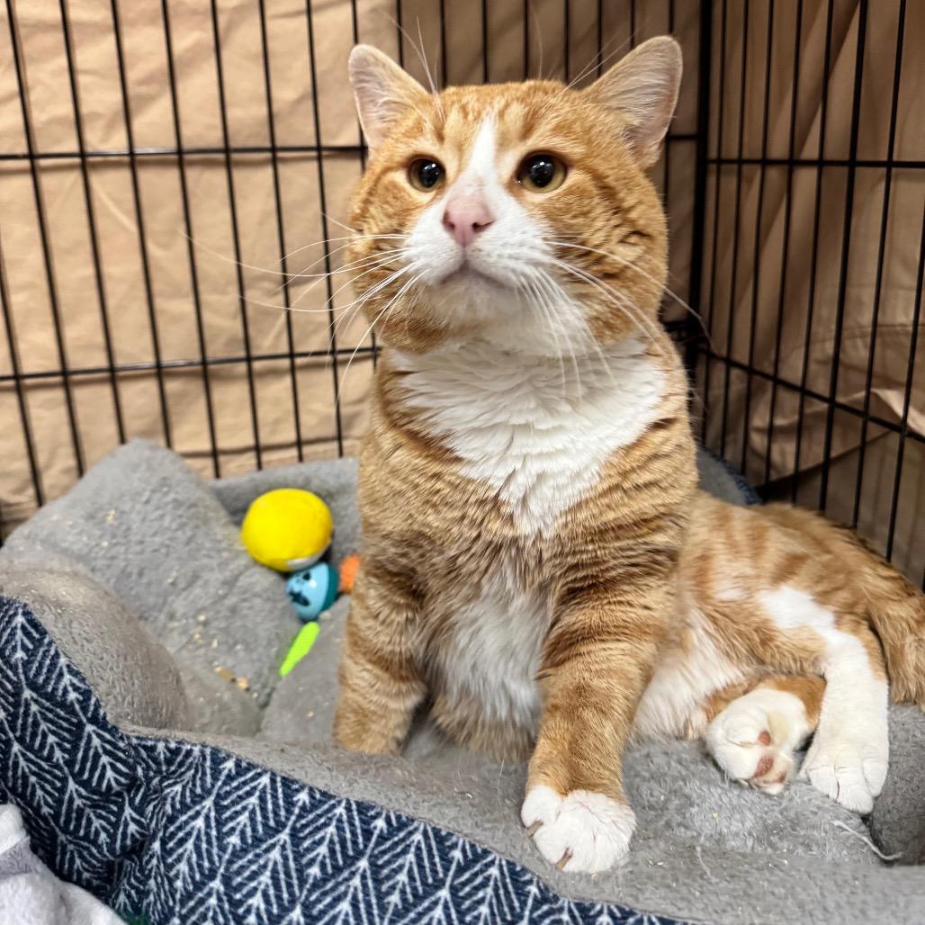 Cheeto LR11, a Adoptable Domestic Short Hair in Union, MO image 3/6