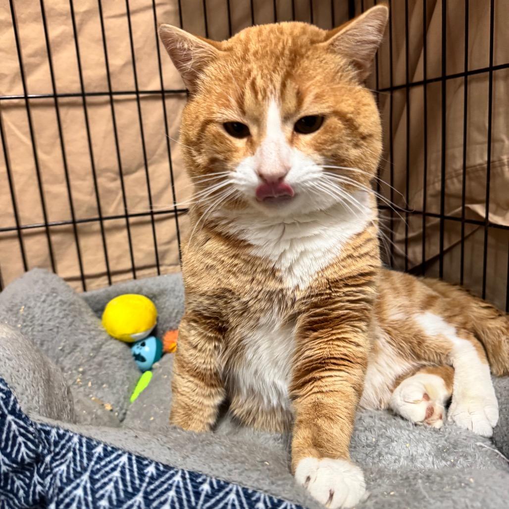 Cheeto LR11, a Adoptable Domestic Short Hair in Union, MO image 4/6
