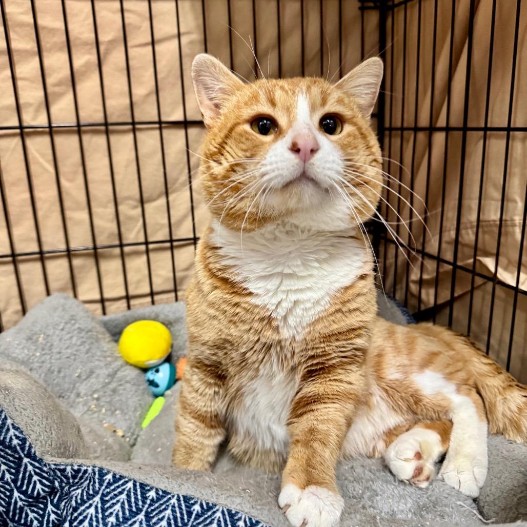 Cheeto LR11, a Adoptable Domestic Short Hair in Union, MO image 5/6