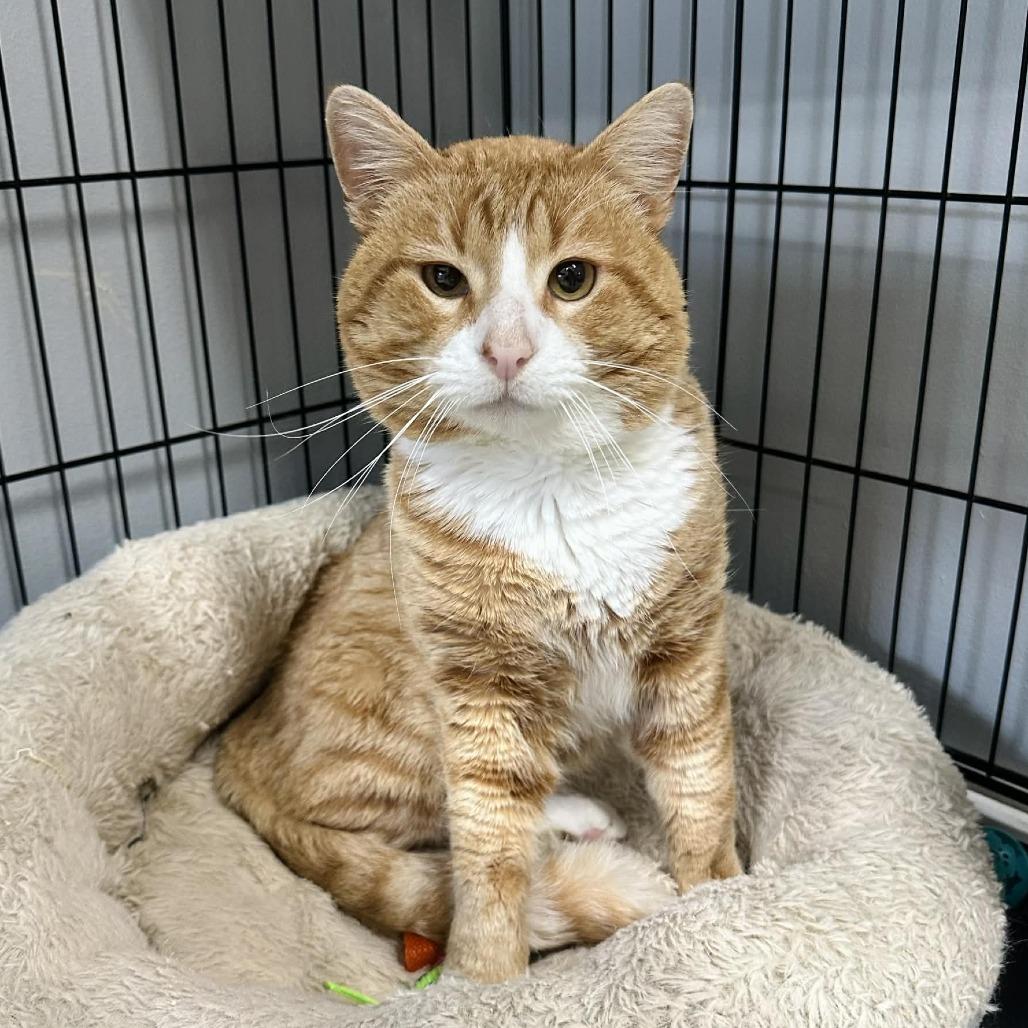 Cheeto LR11, a Adoptable Domestic Short Hair in Union, MO image 6/6