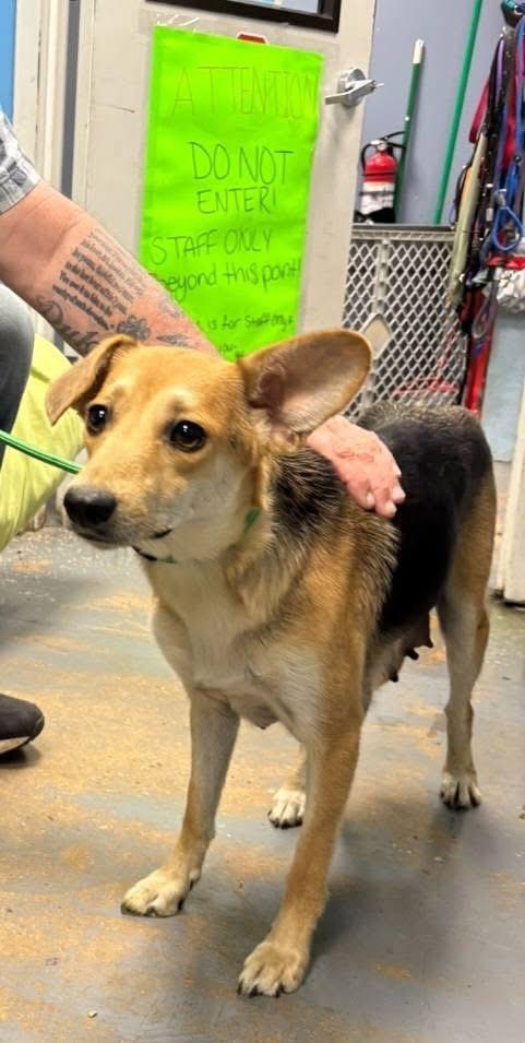 Mouse, ADOPTABLE, Young Female Hound.
