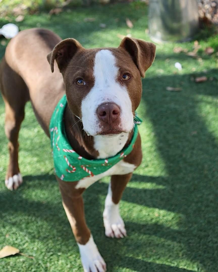 Enlarge Max, a ADOPTABLE Mixed Breed in St. Albans, VT image 2/4