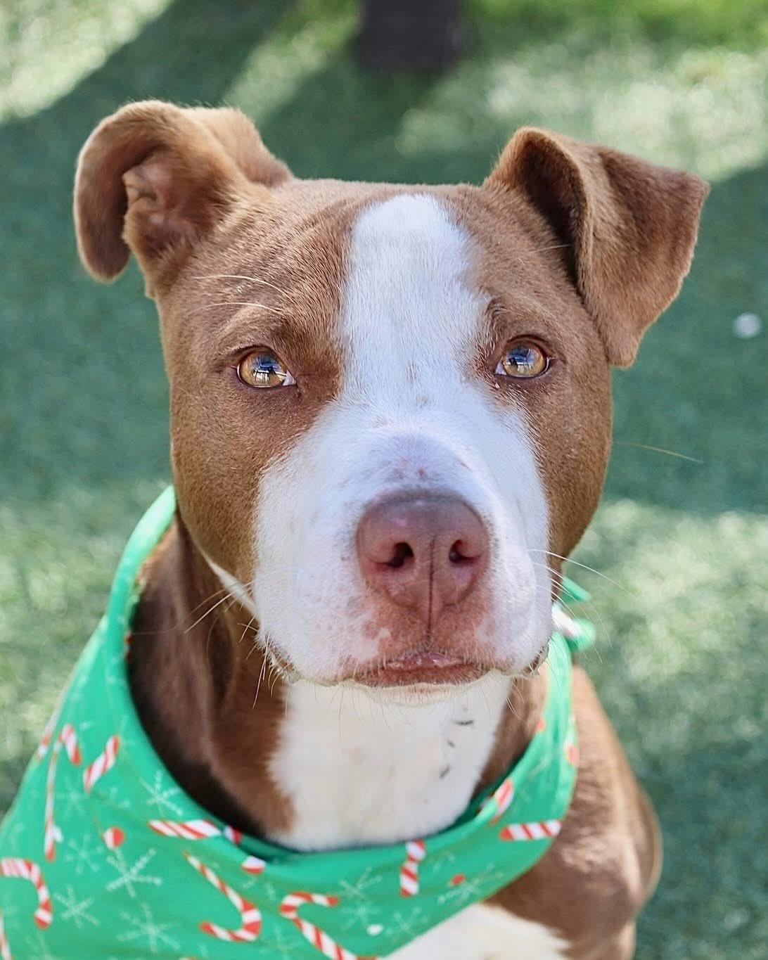 Max, ADOPTABLE, Young Male Mixed Breed.