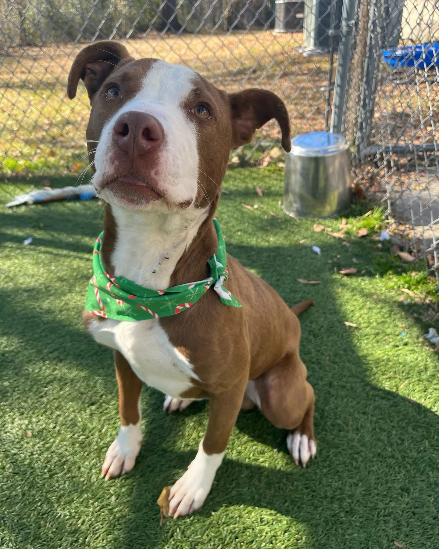 Enlarge Max, a ADOPTABLE Mixed Breed in St. Albans, VT image 3/4