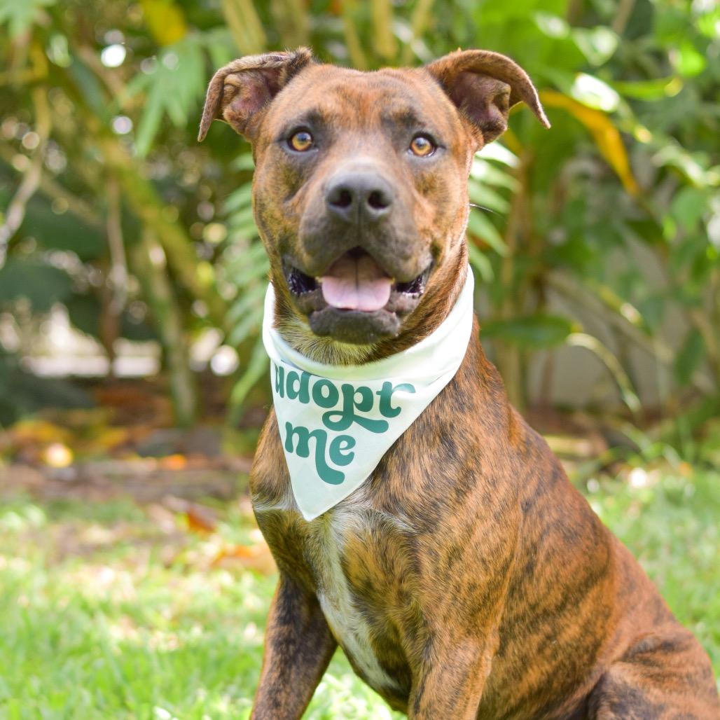 Enlarge Dill, a Adoptable Mixed Breed in Kailua Kona, HI image 1/6