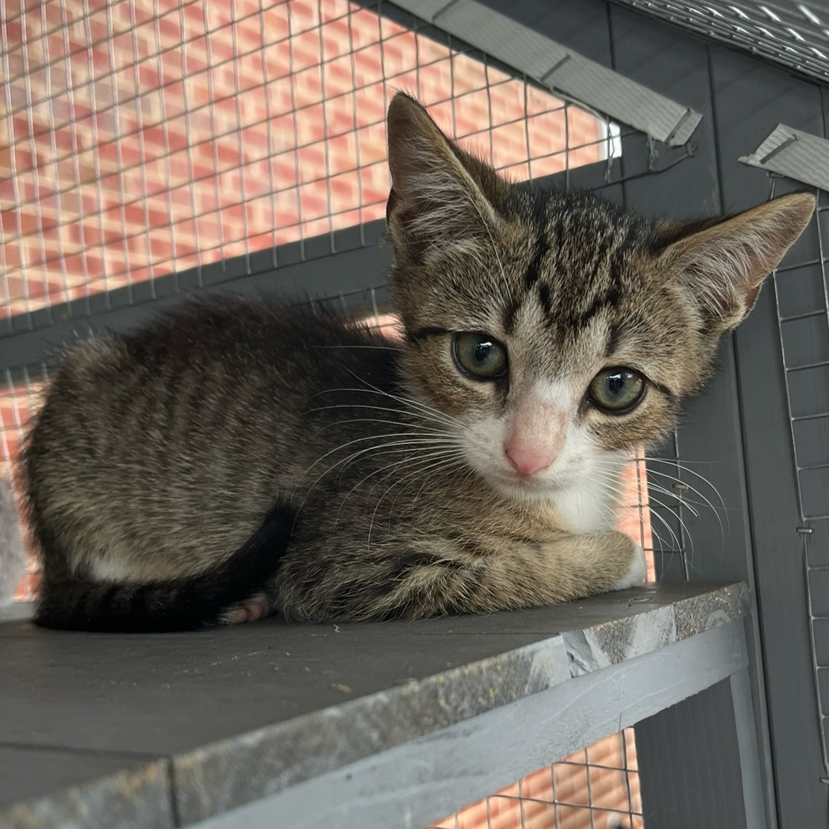Alfred, Adopted, Kitten Male Domestic Short Hair.