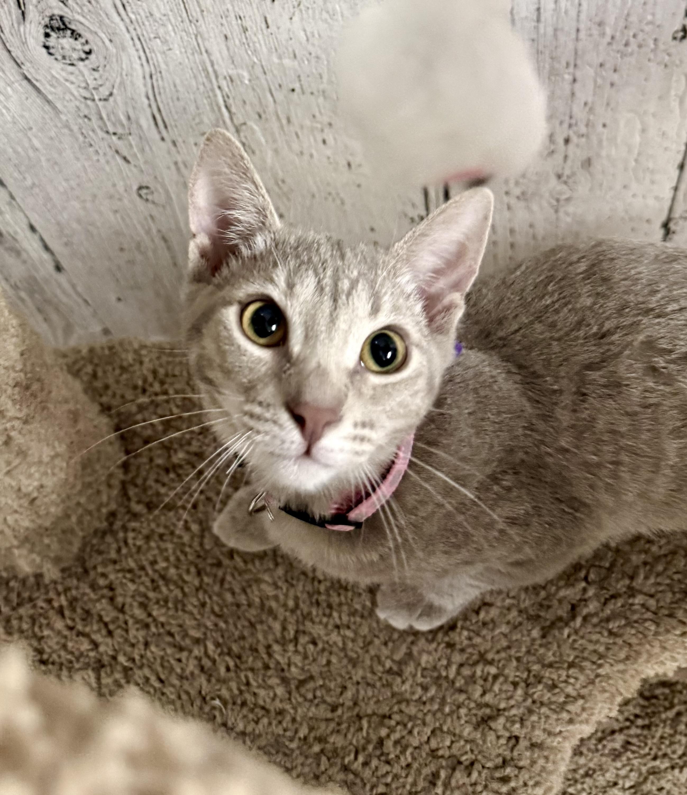 Silver, Adoptable, Young Female Domestic Short Hair.