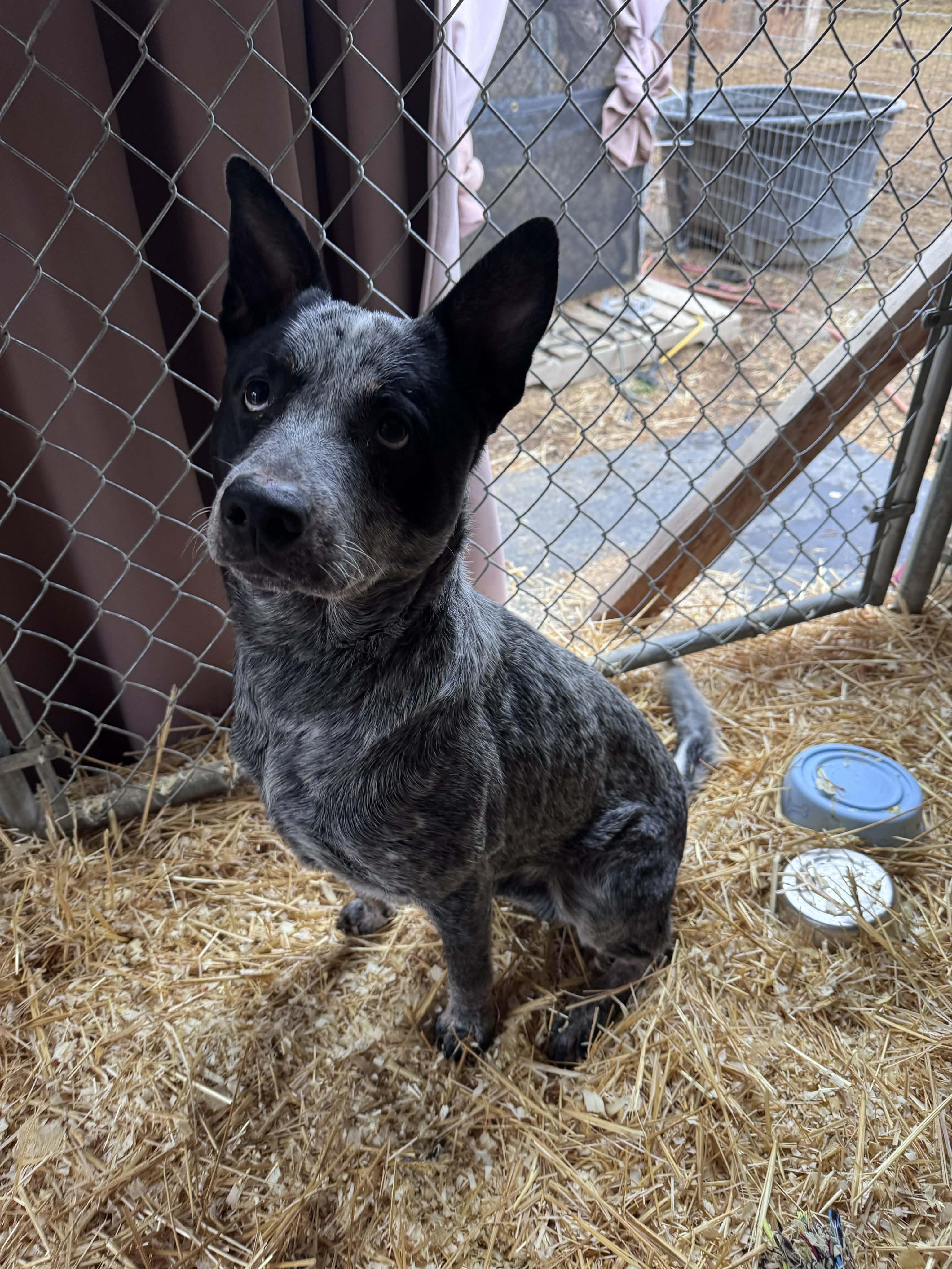 Jake, ADOPTABLE, Young Male Australian Cattle Dog / Blue Heeler.