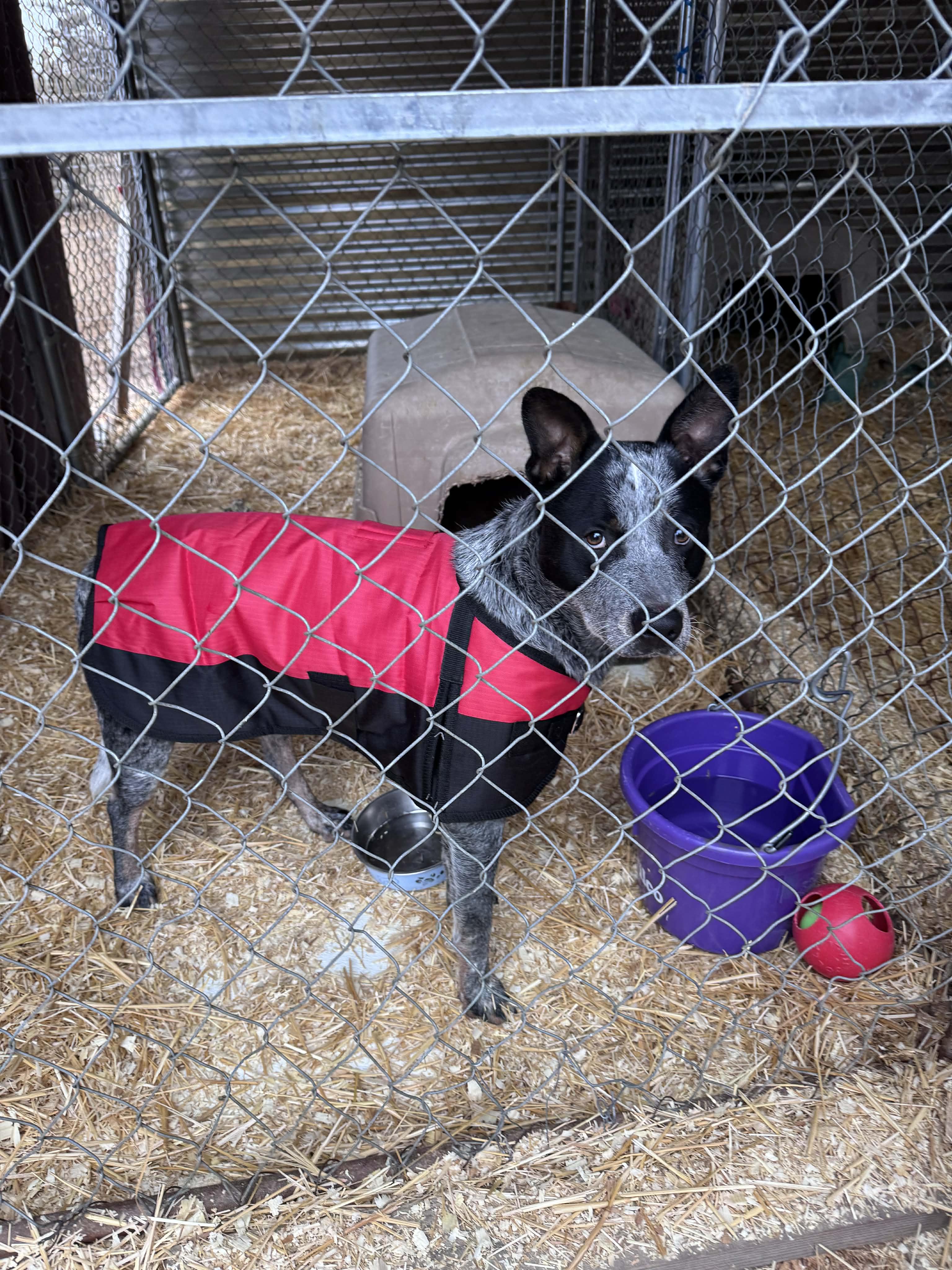 Jake, a ADOPTABLE Australian Cattle Dog / Blue Heeler in Bend, OR image 2/2