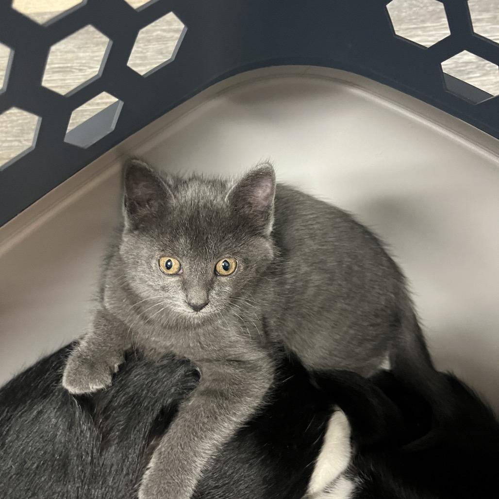 Enlarge Tilly, a Adoptable Domestic Short Hair in Pensacola, FL image 1/1