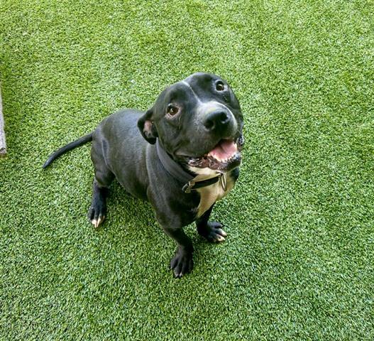 Enlarge HERCULES, a Adoptable Mixed Breed in Garland, TX image 1/1