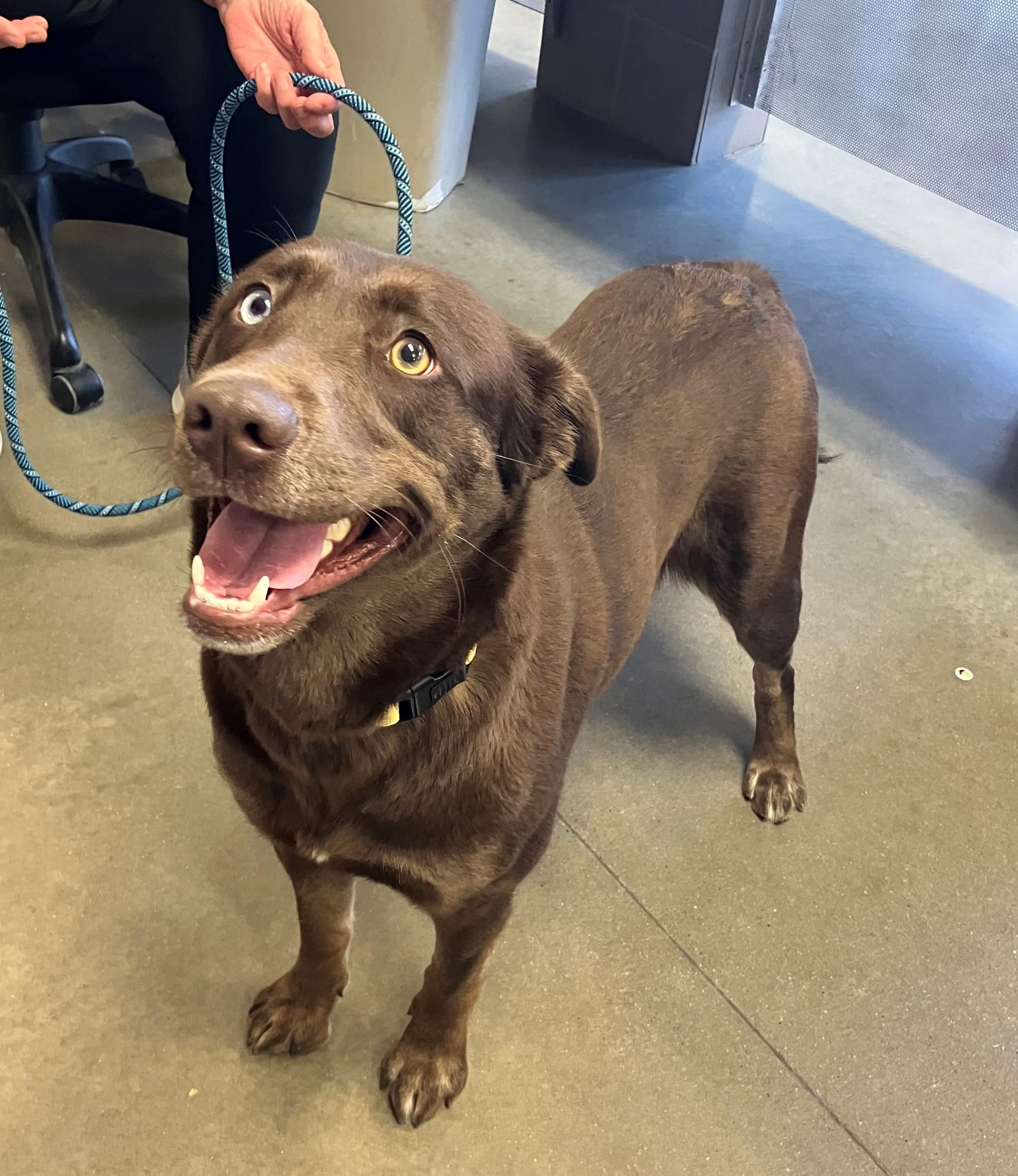 Enlarge Fran, a ADOPTABLE mixed breed in Mason City, IA image 2/3