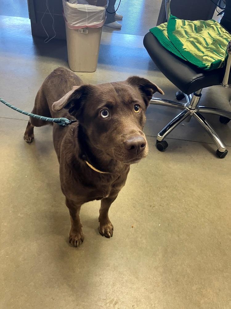 Enlarge Fran, a ADOPTABLE mixed breed in Mason City, IA image 3/3