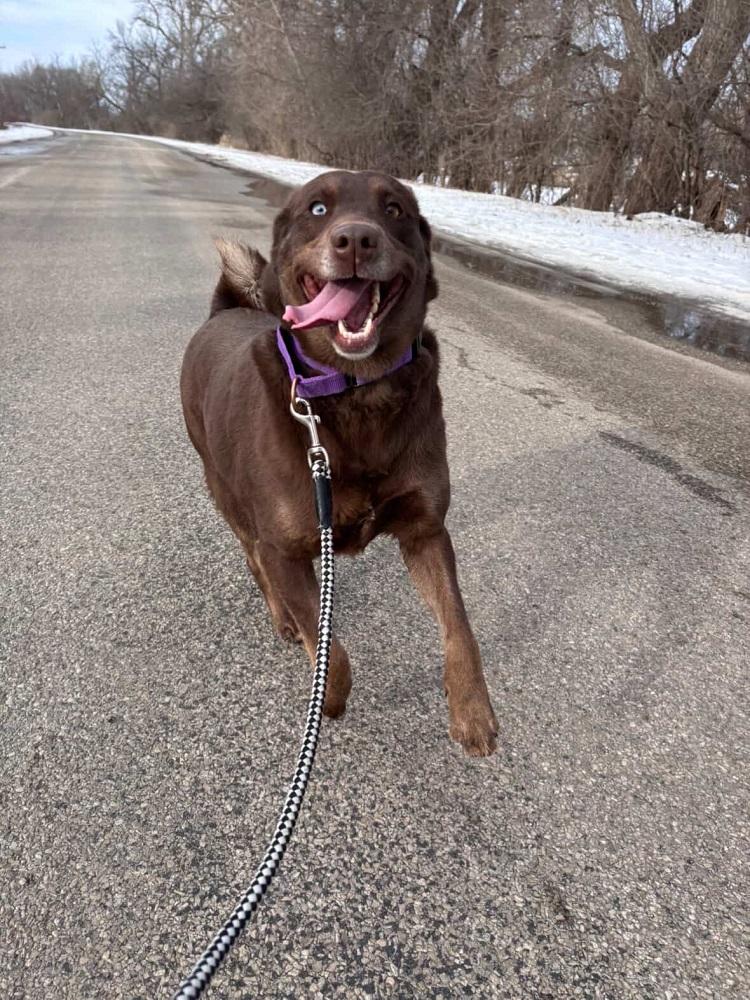 Enlarge Fran, a ADOPTABLE mixed breed in Mason City, IA image 1/3