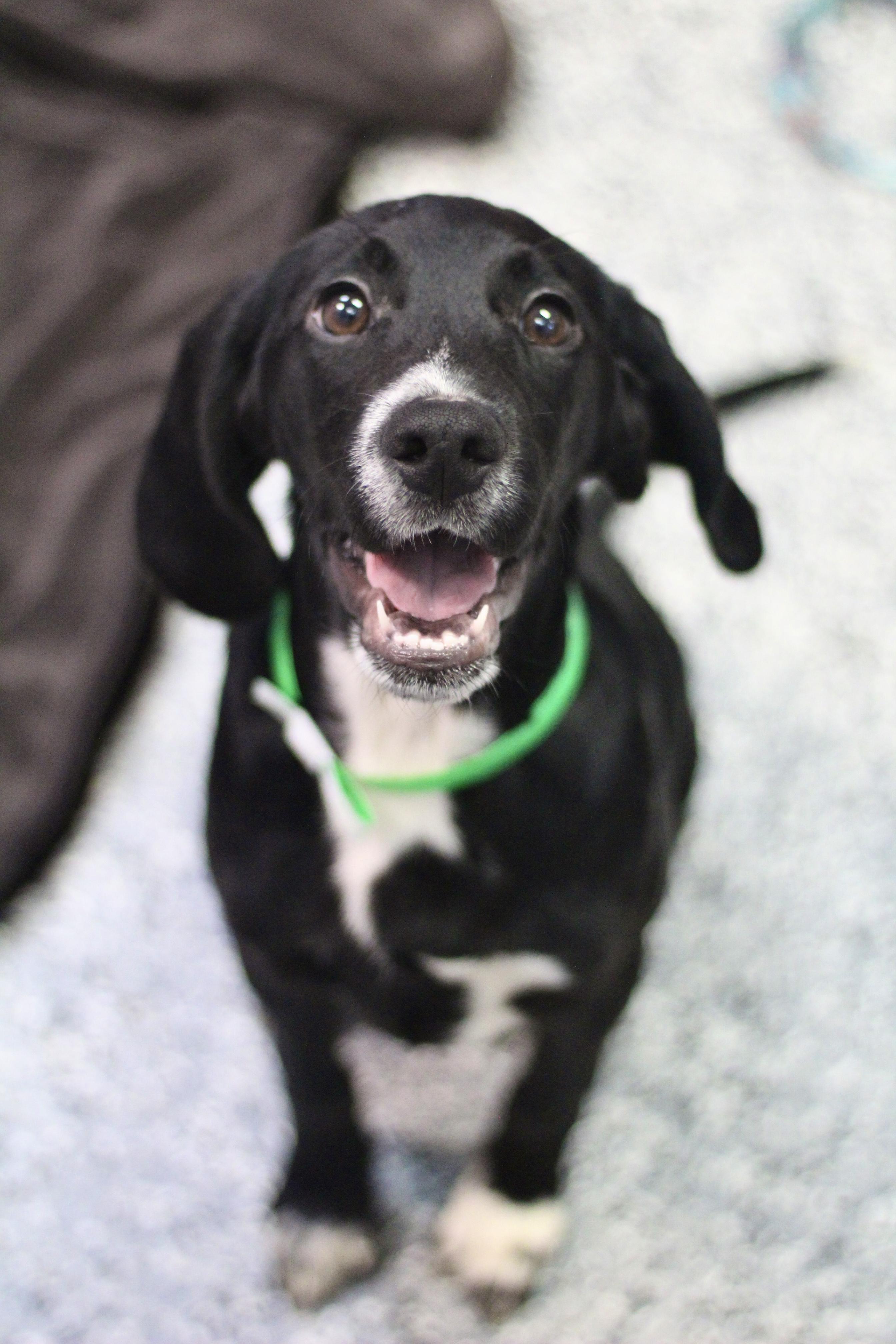 Cosmo in NH! Come Meet our Adoptable Dogs Wednesday-Saturday. More info in Bio!