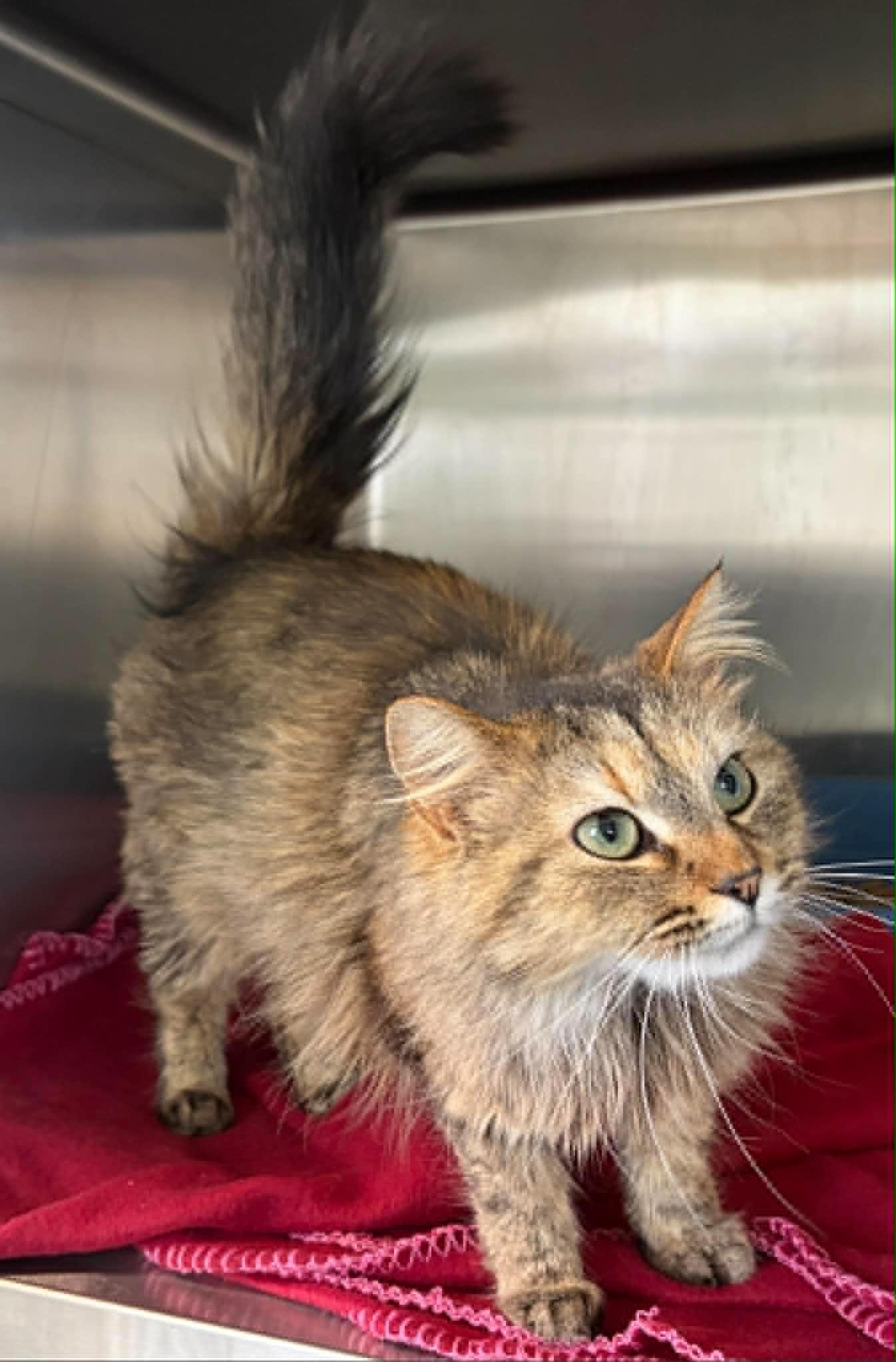 Jolene, adopted, Adult Female Domestic Long Hair.