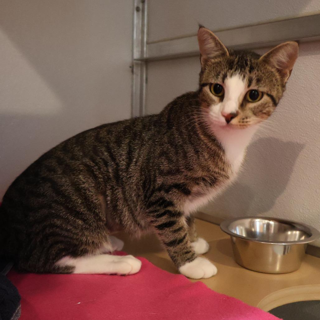 Enlarge Libby, a Adoptable Domestic Short Hair in Saint Charles, MO image 1/3