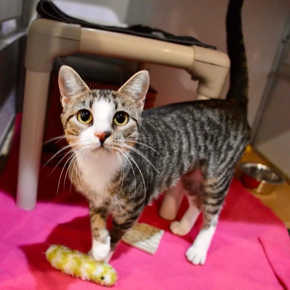 Enlarge Libby, a Adoptable Domestic Short Hair in Saint Charles, MO image 2/3