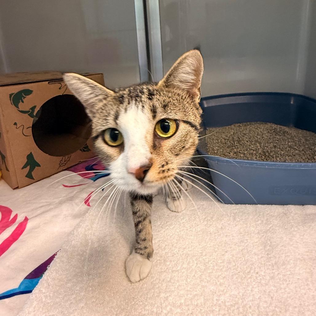 Enlarge Libby, a Adoptable Domestic Short Hair in Saint Charles, MO image 3/3