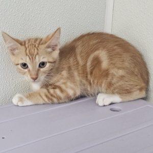 Enlarge Sardine, an adopted Tabby in Green Valley, AZ image 1/1