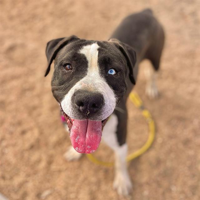 LILAC, Adoptable, Young Female Catahoula Leopard Dog & Labrador Retriever.